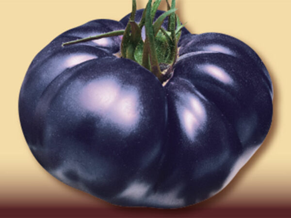 Pomodoro costoluto blu