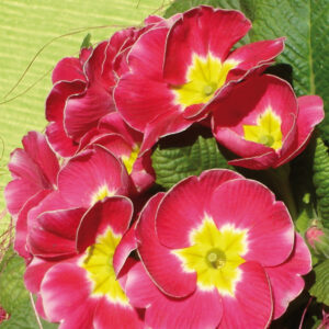 Primula