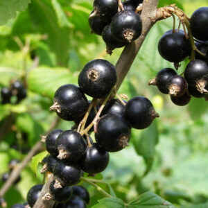 Ribes Nero