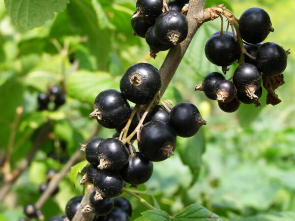 Ribes nero