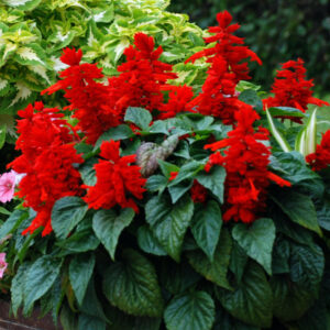 Salvia Splendens