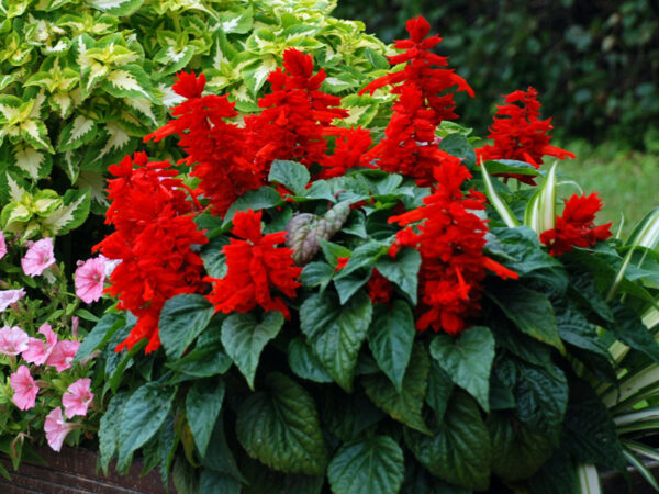 Salvia splendens