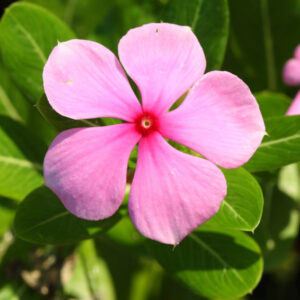 Vinca