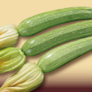 Zucchino Lungo Chiaro ALTEA F1