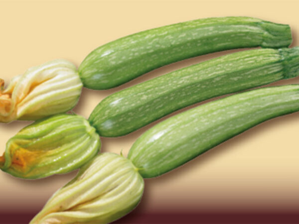 Zucchino altea F1