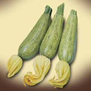 Zucchino Greyzini F1