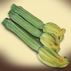 Zucchino Lungo Chiaro FIESOLE F1