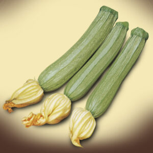 Zucchino Lungo Chiaro Liscio Ibis F1