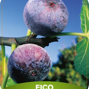 Fico Fiorone