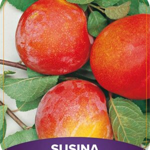 Susina Formosa