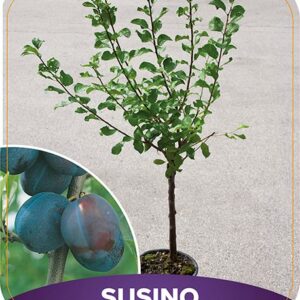 Susino nano