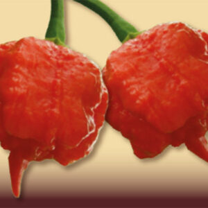 Peperoncino Carolina Reaper