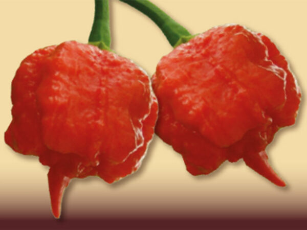 Carolina reaper