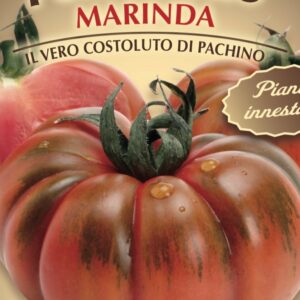 Pomodoro Marinda