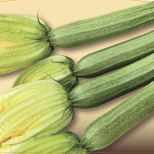 Zucchino Chiaro strike F1