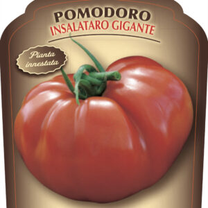 Pomodoro Insalataro Gigante