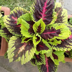 Coleus Gigante