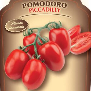 Pomodoro Piccadilly