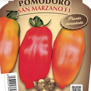 San Marzano