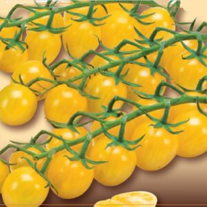 Pomodoro Ciliegino Giallo F1