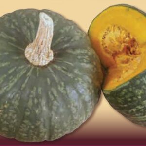 Zucca Delica